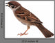 Sparrow