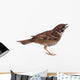 Sparrow