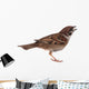 Sparrow