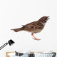 Sparrow