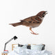 Sparrow