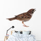 Sparrow