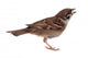Sparrow