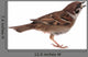 Sparrow