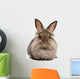 A lying chocolate colored lionhead bunny rabbit Wall Decal