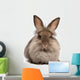 A lying chocolate colored lionhead bunny rabbit Wall Decal