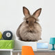 A lying chocolate colored lionhead bunny rabbit Wall Decal