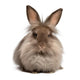 A lying chocolate colored lionhead bunny rabbit Wall Decal