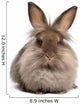 A lying chocolate colored lionhead bunny rabbit Wall Decal