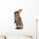 Cute Standing Chocolate Lionhead