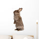 Cute Standing Chocolate Lionhead