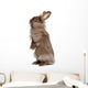 Cute Standing Chocolate Lionhead