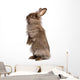 Cute Standing Chocolate Lionhead