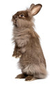Cute Standing Chocolate Lionhead