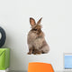 Cute Sitting Chocolate Lionhead