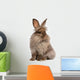 Cute Sitting Chocolate Lionhead