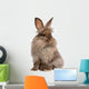 Cute Sitting Chocolate Lionhead