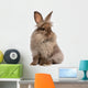 Cute Sitting Chocolate Lionhead