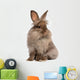 Cute Sitting Chocolate Lionhead