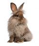 Cute Sitting Chocolate Lionhead