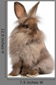 Cute Sitting Chocolate Lionhead