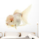 White Goldfish Wall Decal