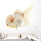 White Goldfish Wall Decal