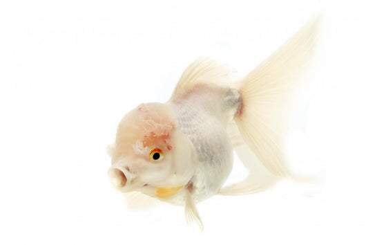 White Goldfish Wall Decal