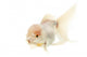 White Goldfish Wall Decal