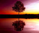 Dual World Ii Wall Decal