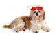 Shih Tzu Dog in Studio Wall Decal