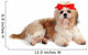 Shih Tzu Dog in Studio Wall Decal