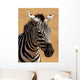 Portrait Plains Zebra Equus Wall Mural