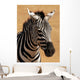 Portrait Plains Zebra Equus Wall Mural