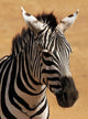 Portrait Plains Zebra Equus Wall Mural