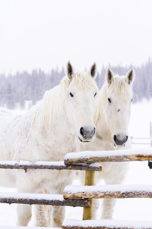 White Horses Wall Mural