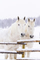 White Horses Wall Mural