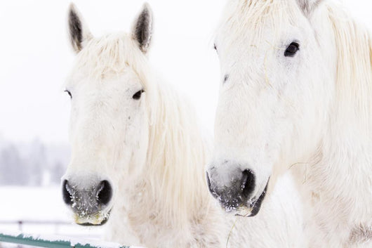 White Horses Wall Mural