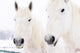 White Horses Wall Mural