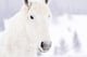 White Horses Wall Mural