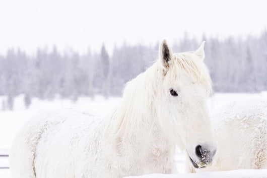 White Horses Wall Mural