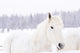 White Horses Wall Mural