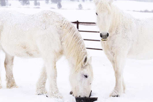 White Horses Wall Mural