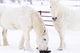 White Horses Wall Mural