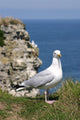 Gull in front of Cliff Wall Mural