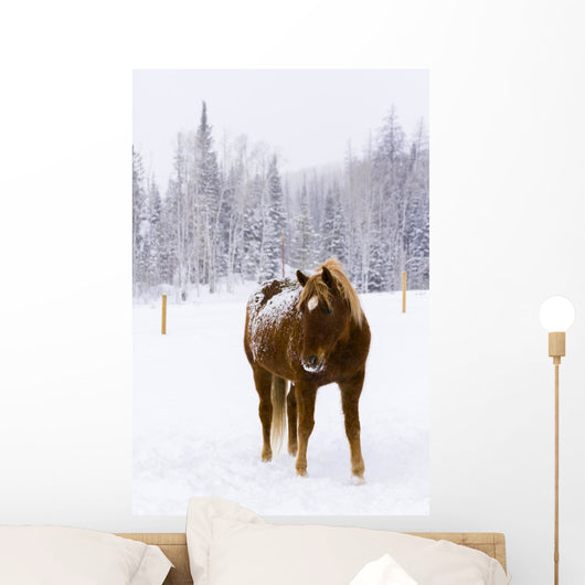 Horses Wall Mural