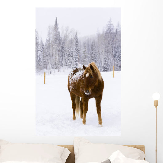 Horses Wall Mural