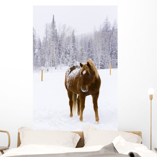 Horses Wall Mural