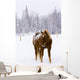 Horses Wall Mural