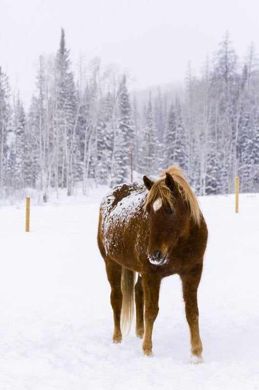 Horses Wall Mural
